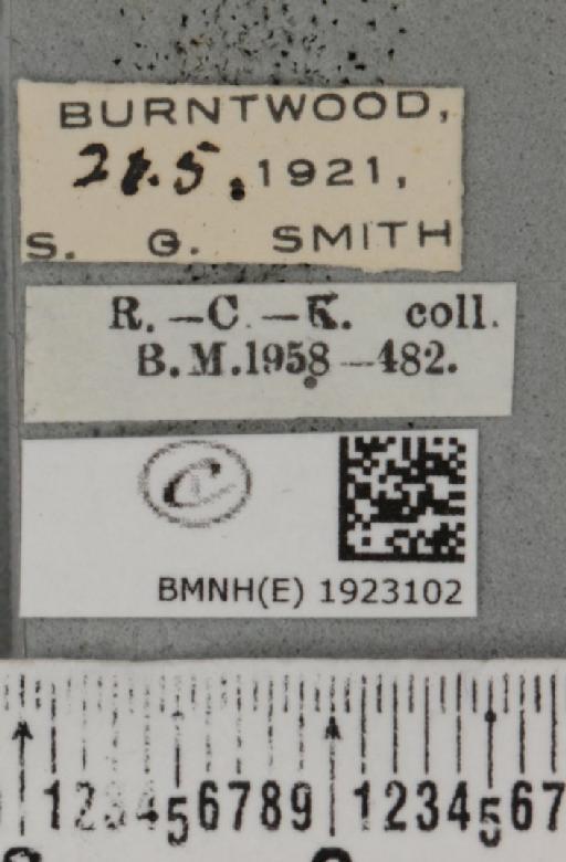 Ematurga atomaria (Linnaeus, 1758) - BMNHE_1923102_label_487682