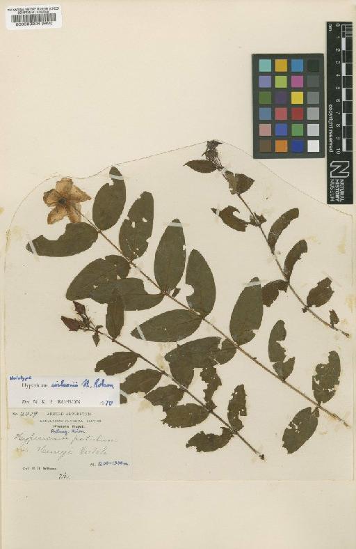 Hypericum wilsonii N.Robson - BM000583204