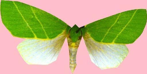 Bena bicolorana (Fuessly, 1775) - BMNH(E)_1567809