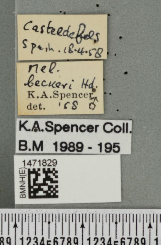 Ophiomyia beckeri (Hendel, 1923) - BMNHE_1471829_label_47044