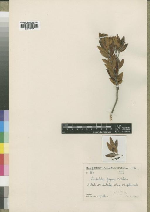 Landolphia fragrans Pichon - BM000925655