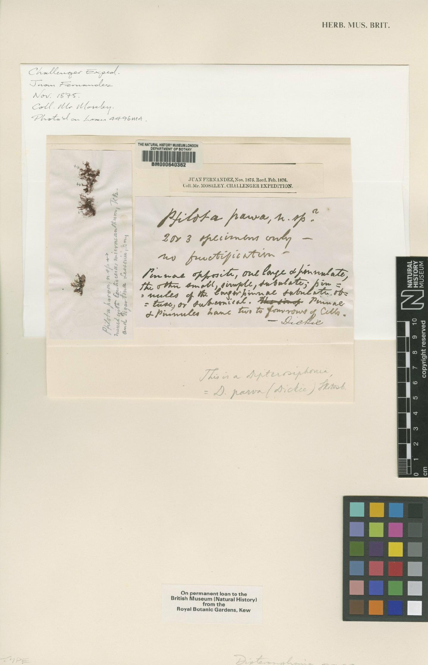 To NHMUK collection (Dipterosiphonia parva (Dickinson) Papenfuss; Type; NHMUK:ecatalogue:4792986)