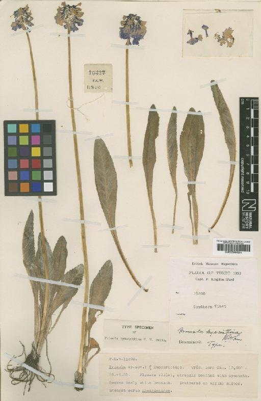 Primula hyacinthina W.W.Sm. - BM000996891