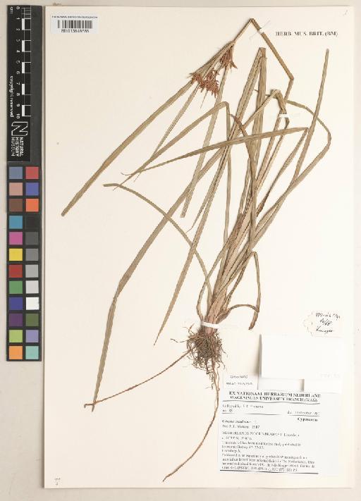 Cyperus esculentus L. - 013848686
