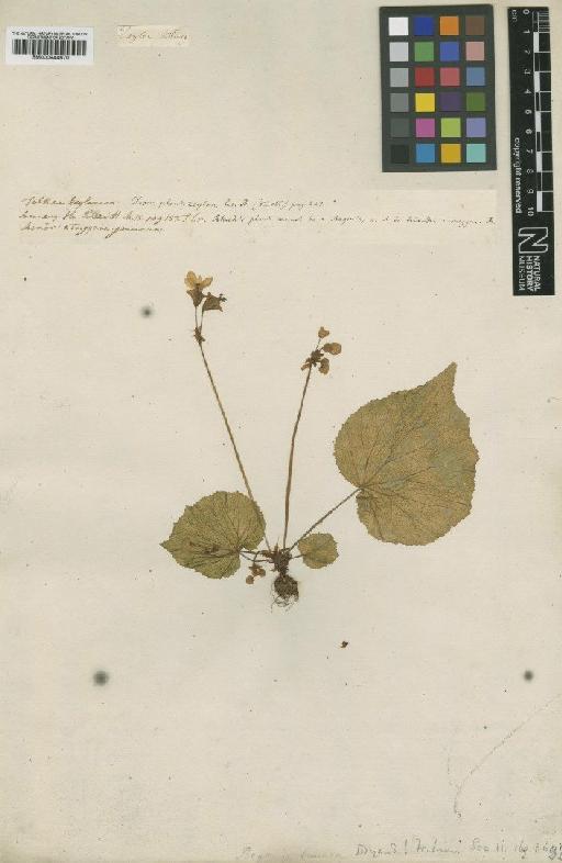 Begonia tenera Dryand. - BM000944670