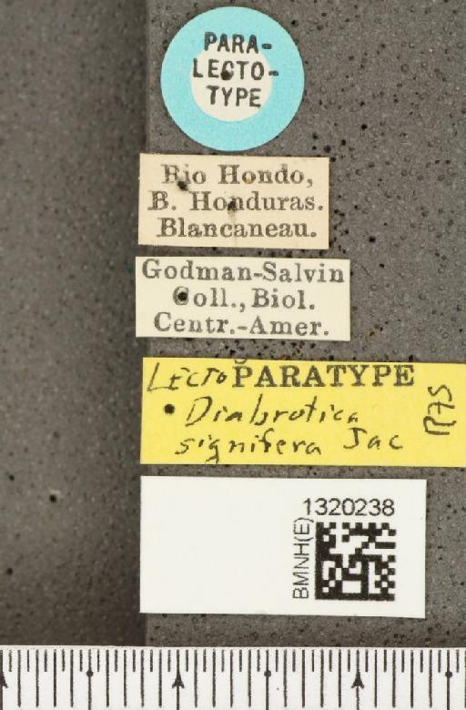 Diabrotica signifera Jacoby, 1887 - BMNHE_1320238_label_18053