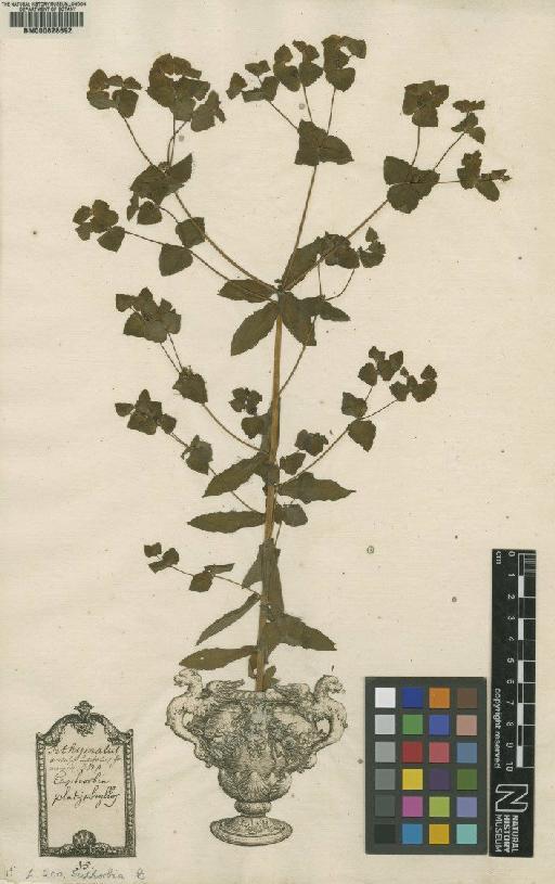 Euphorbia L. - BM000628692