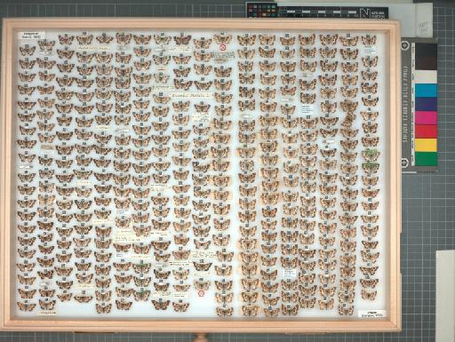 Epirrhoe tristata ab. limbosignata Nolcken, 1867 - 70_060_1