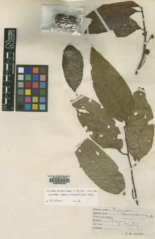 Prunus turneriana (F.M.Bailey) Kalkman - BM000622080