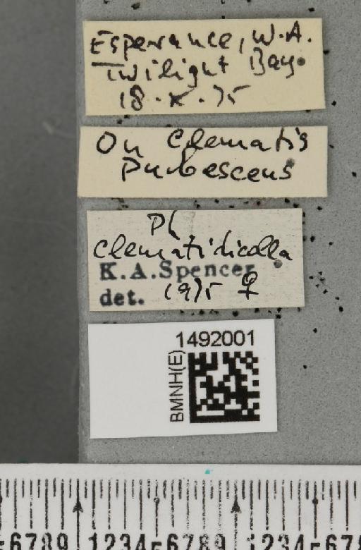 Phytomyza clematidicolla Spencer, 1963 - BMNHE_1492001_label_53701