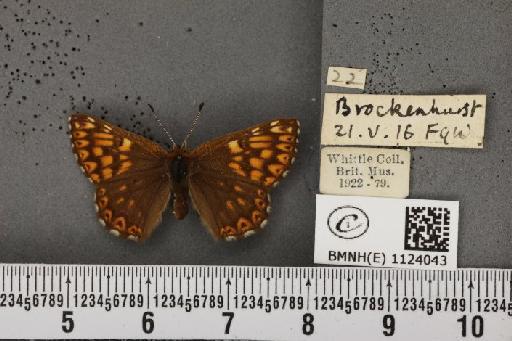 Hamearis lucina (Linnaeus, 1758) - BMNHE_1124043_79084