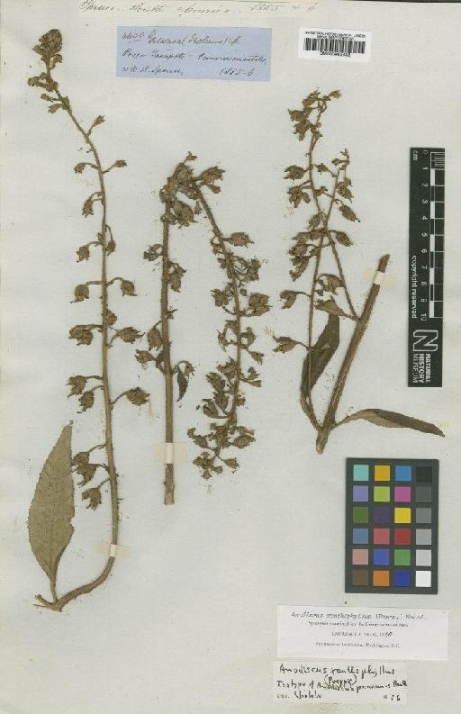 Anodiscus peruvianus Benth. - BM000953452