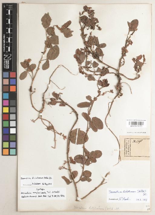 Desmodium dichotomum (Willd.) DC. - BM013719523