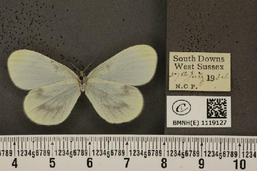 Leptidea sinapis sinapis Linnaeus, 1758 - BMNHE_1119127_74296