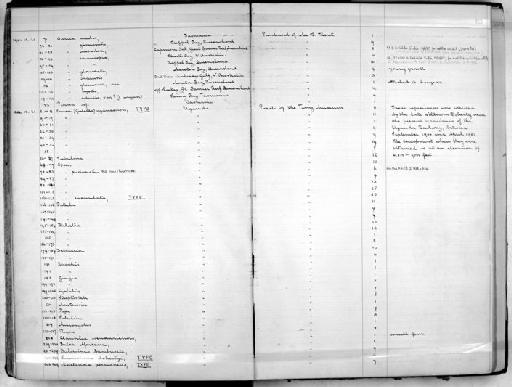 Opeas pareimena subterclass Tectipleura Connolly, 1923 - Zoology Accessions Register: Mollusca: 1900 - 1905: page 83