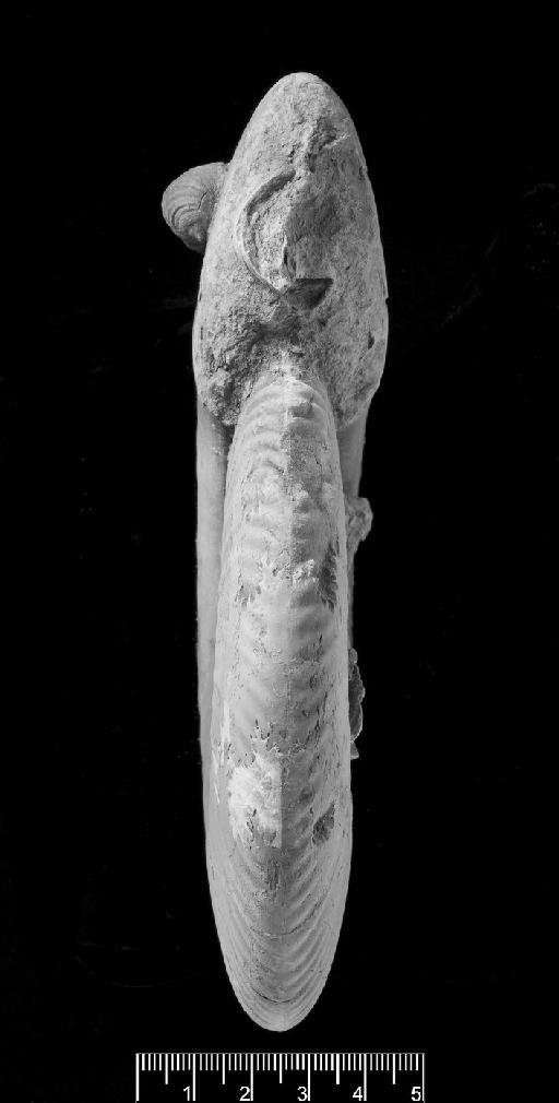 Schlotheimia pseudomoreana Spath, 1924 - Schlotheimia pseudomoreana 2227 apertural view
