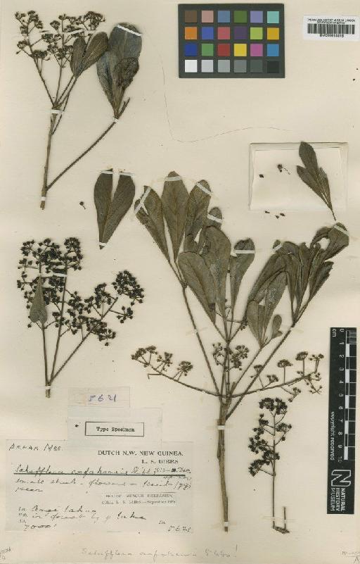 Schefflera arfakensis Gibbs - BM000944816