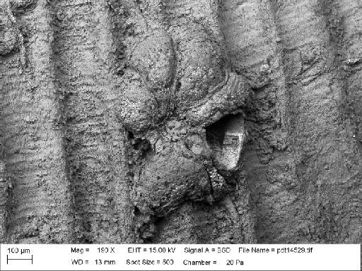 Ascodictyon floreate Ulrich & Bassler, 1903 - PI D 9809 - Ascodictyon floreate