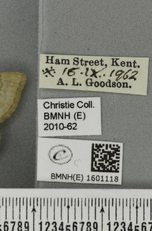 Idaea straminata (Borkhausen, 1794) - BMNHE_1601118_label_299127