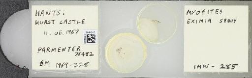 Myopites eximius Seguy, 1932 - BMNHE_1444942_58860
