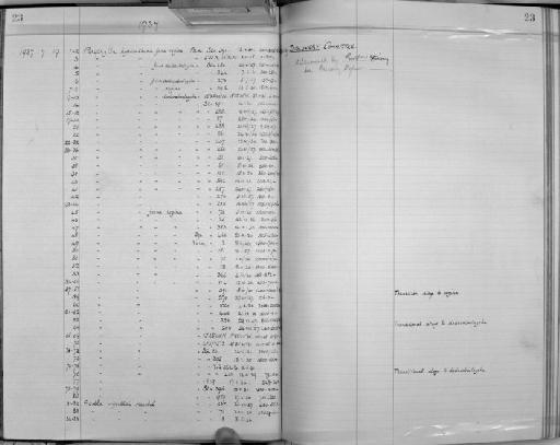 Periphylla hyacinthina f. dodecabostrycha - Zoology Accessions Register: Coelenterata: 1934 - 1951: page 23