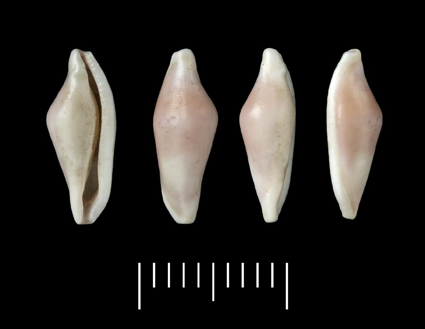 To NHMUK collection (Amphiperas (Ovulum) traillii A. Adams, 1856; LECTOTYPE & PARALECTOTYPE(S); NHMUK:ecatalogue:2384482)