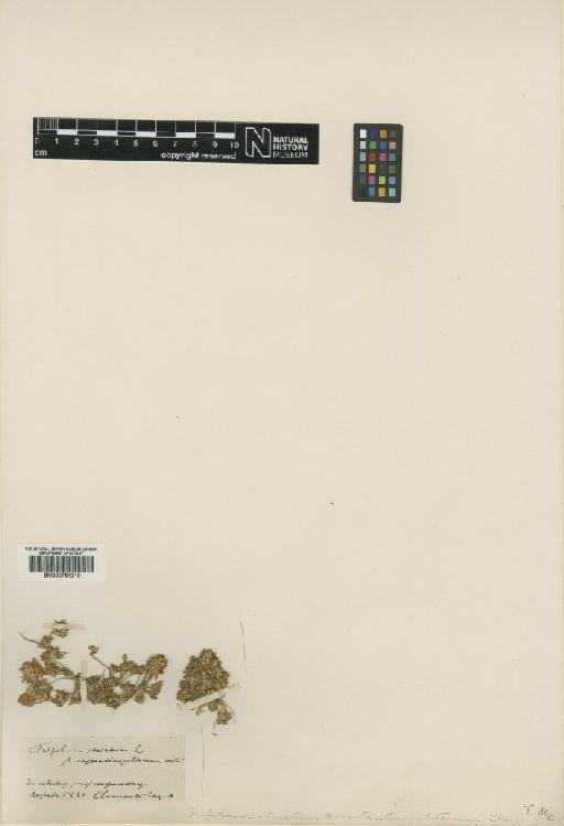 Trifolium striatum L. - BM000751219