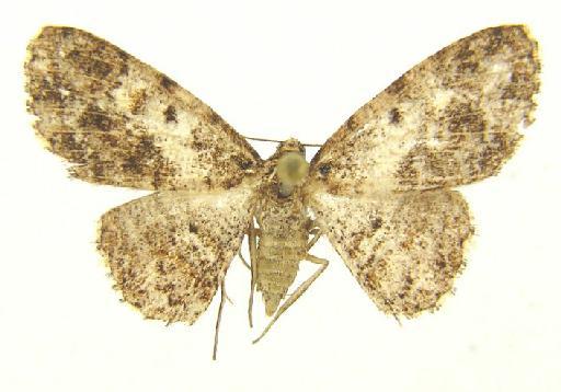 Ectropidia Warren, 1895 - Ectropidia sp. female