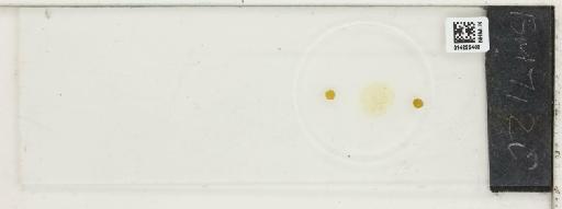 Plantae Haeckel - 014222403_289745_4514081