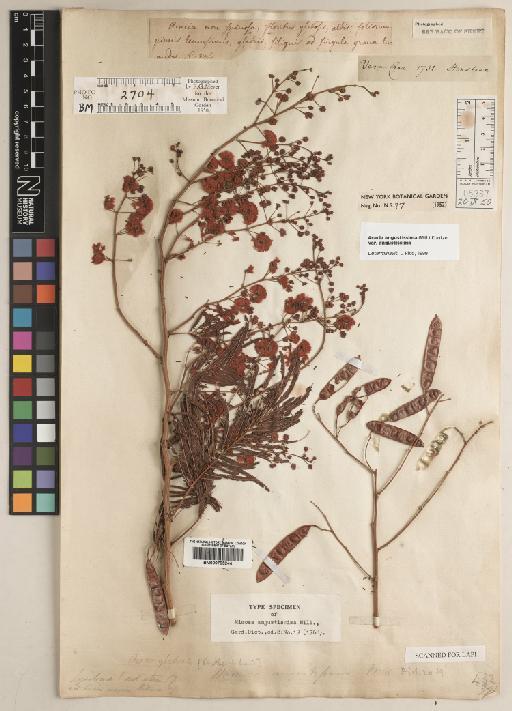 Acacia angustissima (Mill.) Kuntze - BM000795244