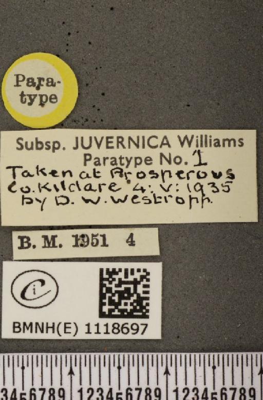 Leptidea sinapis juvernica Williams, 1946 - BMNHE_1118697_label_73896