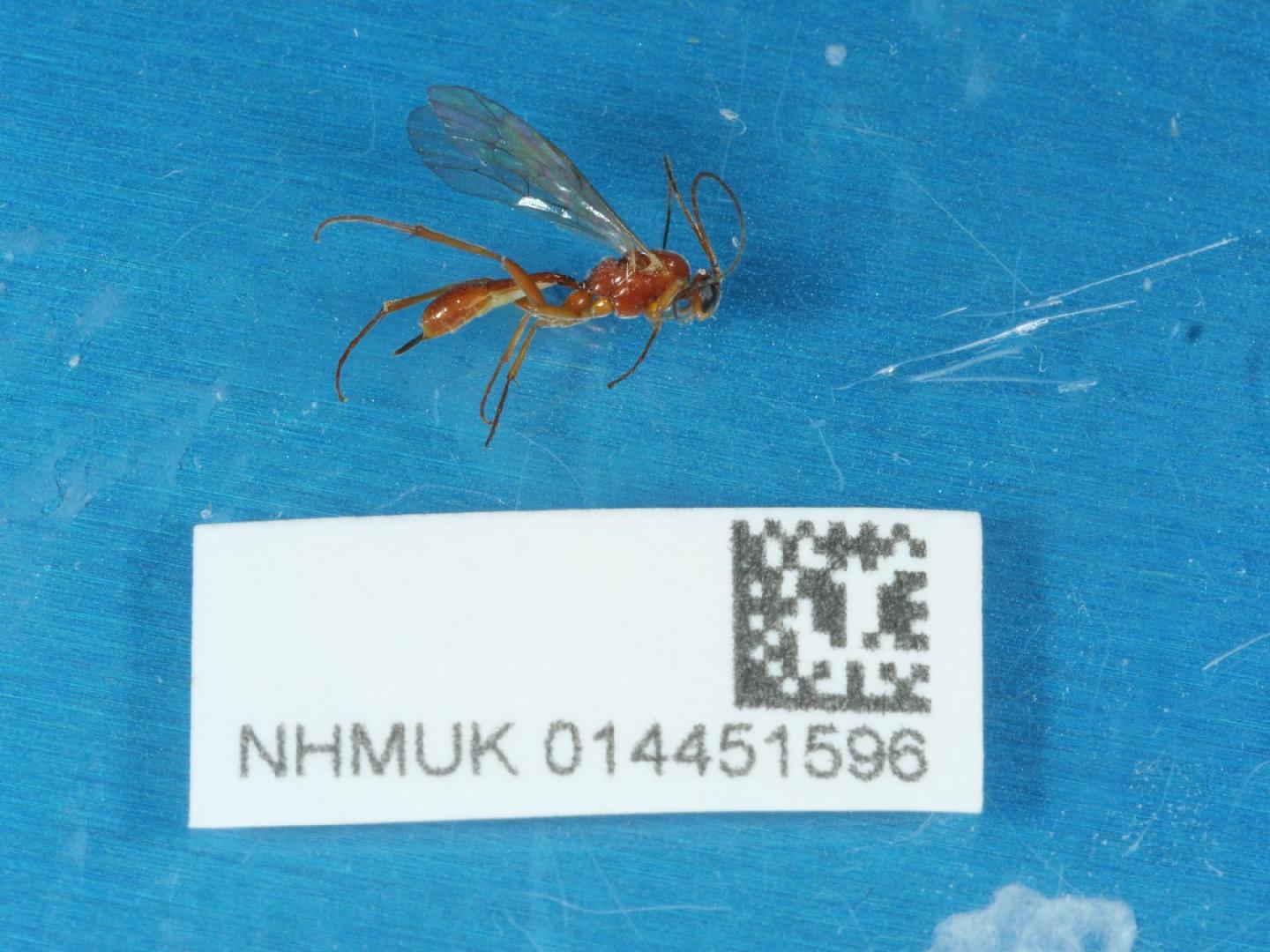 Mesochorus laricis
