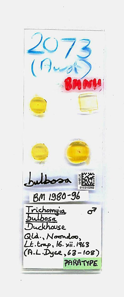 Trichomyia bulbosa Duckhouse, 1978 - Trichomyia_bulbosa-010210262-slide