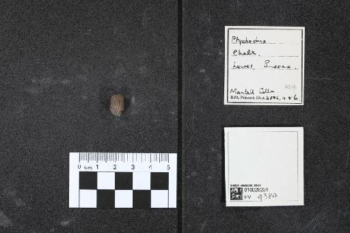 Ptychodus infraphylum Gnathostomata Agassiz, 1839 - 010026231_L010040580