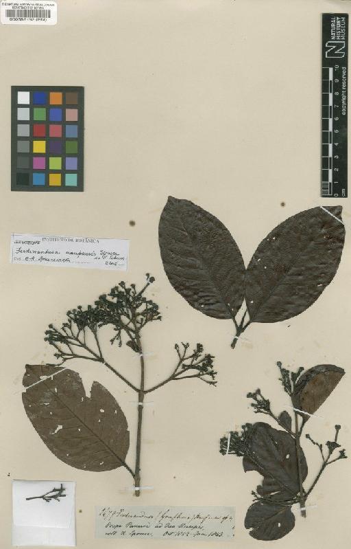Ferdinandusa uaupensis Spruce ex K.Schum. - BM000582192