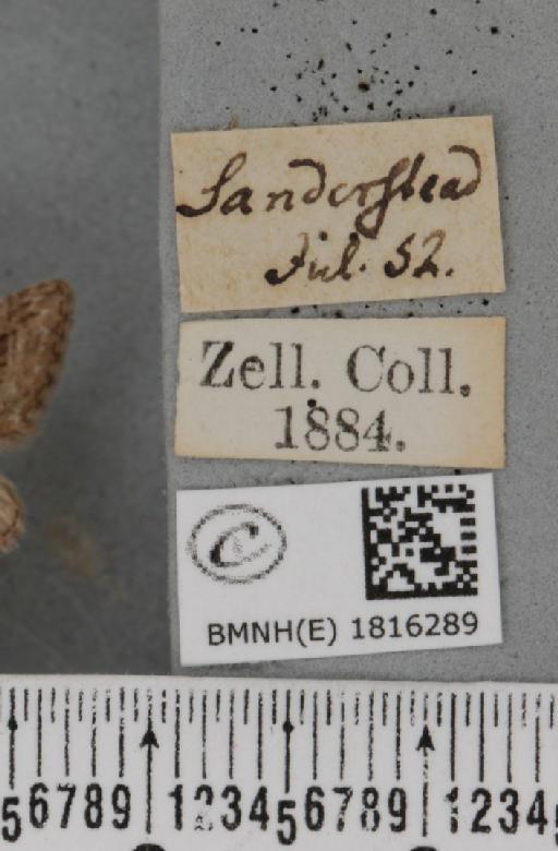 Eupithecia pusillata (Denis & Schiffermüller, 1775) - BMNHE_1816289_label_385355