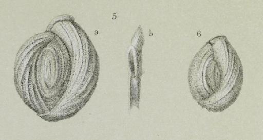 Miliolina macilenta Brady, 1884 - ZF1875_7_5-6_Pseudomassilina_macilenta.jpg