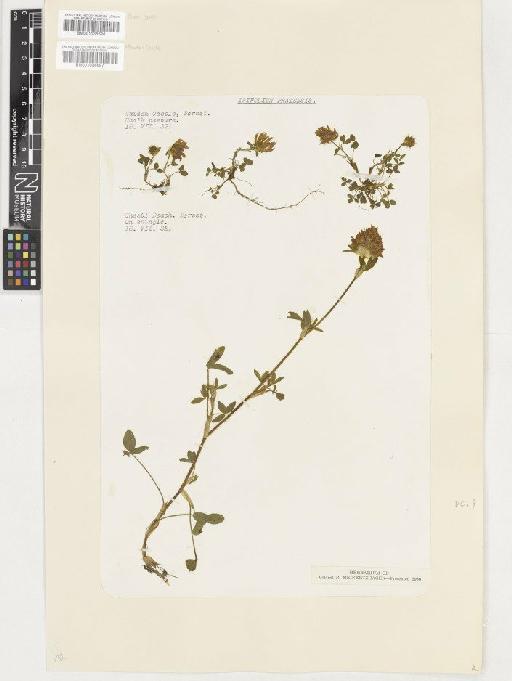 Trifolium pratense L. - BM001036696