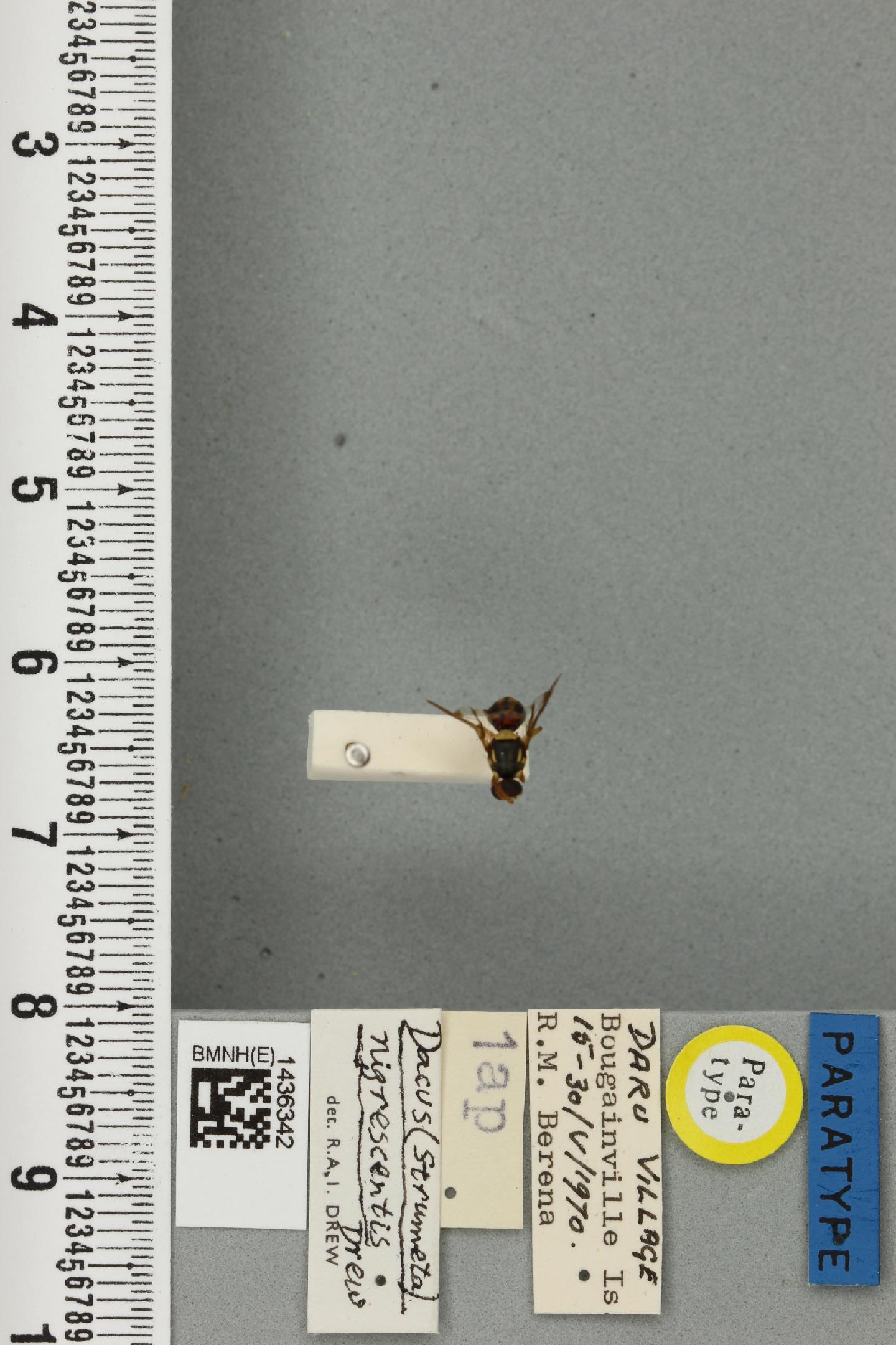 Bactrocera nigrescentis
