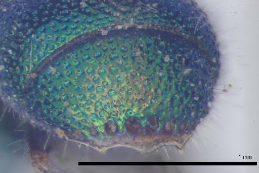 Chrysis sara Nurse, 1904 - 013379411-NHMUK-Chrysis_sara-holotype-female-metasom-apex-10_0x