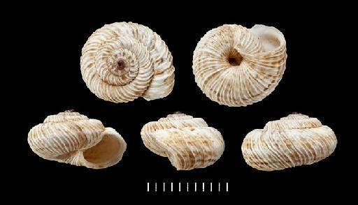 Xerophila verignoni Pallary, 1918 - 1937.12.30.10669-10671, PARATYPES, Helicella verignoni Pallary,