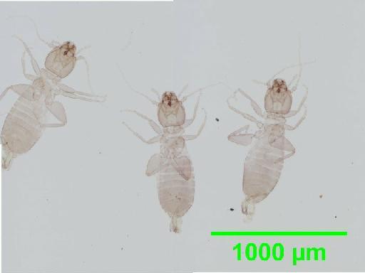 Liposcelis paetus Pearman, 1942 - 010150892__2016_03_17_s3