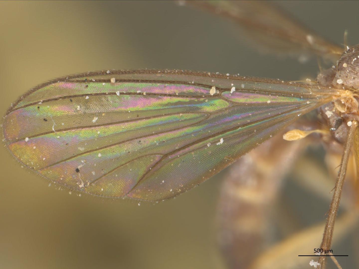 Phronia forcipula