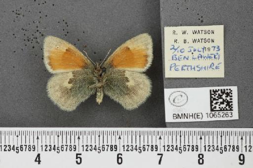 Coenonympha pamphilus ab. obsoletissima Leeds, 1950 - BMNHE_1065263_26534