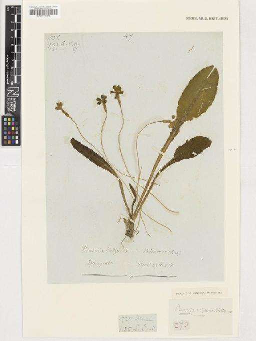 Primula vulgaris Huds. - BM001037560