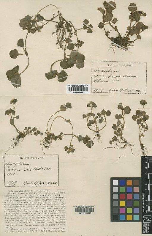 Chrysosplenium pilosum var. sphaerospermum (Maxim.) H.Hara - BM000898056