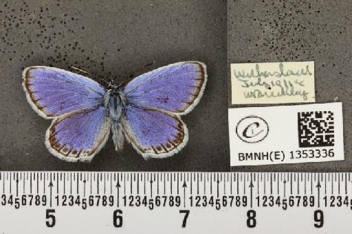 Plebejus argus masseyi Tutt, 1909 - BMNHE_1353336_174344