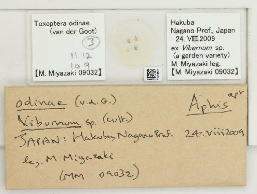 Toxoptera odinae van der Goot, 1917 - 014867215_112482_1096458_157806_NoStatus