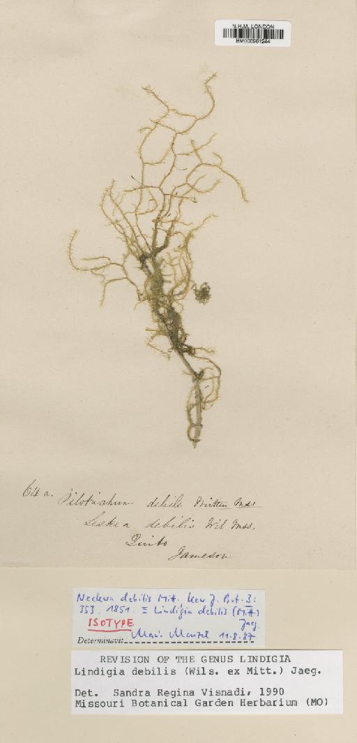 Lindigia debilis (Mitt.) A.Jaeger - BM000961244