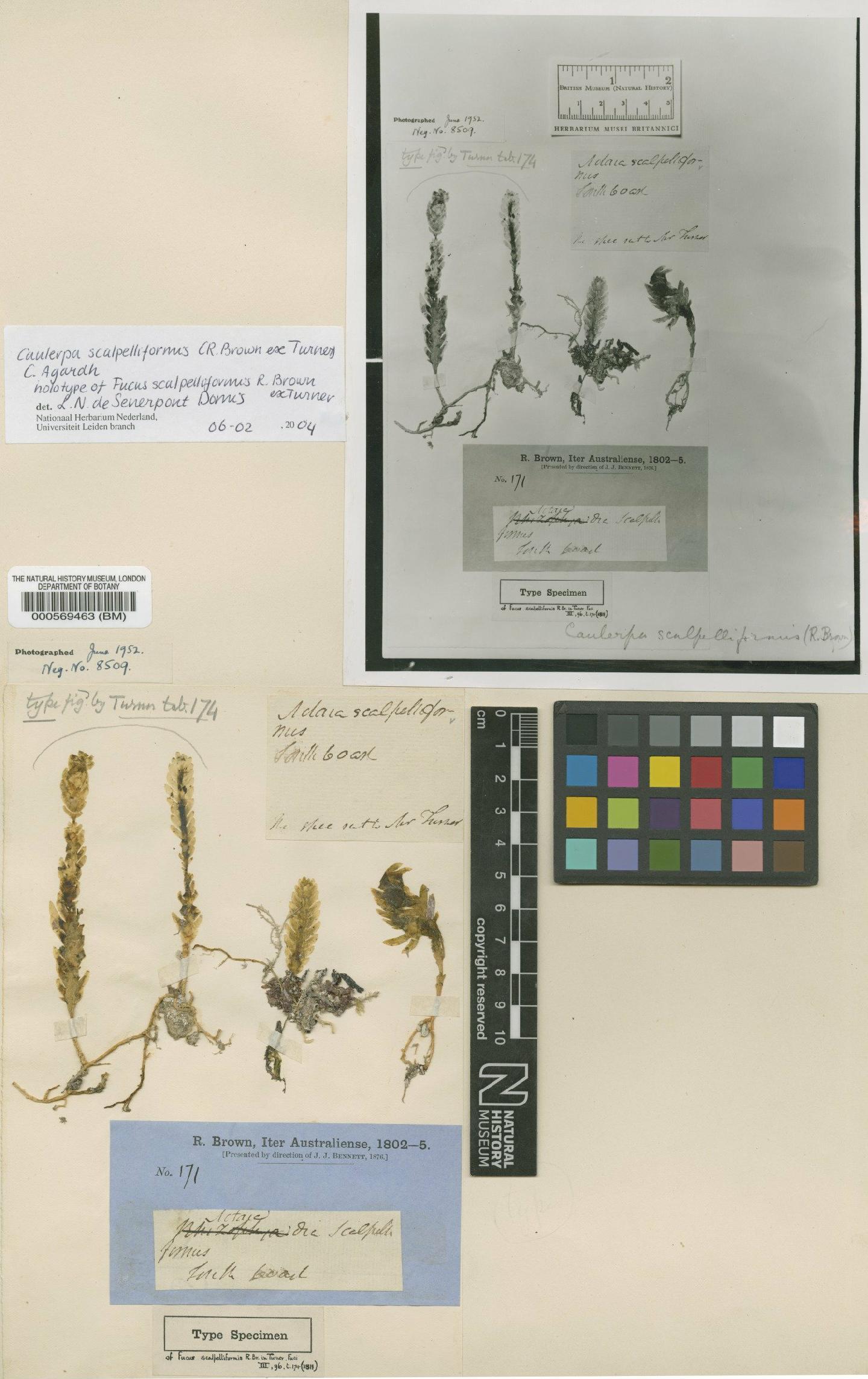 To NHMUK collection (Caulerpa scalpelliformis (R.Br. ex Turner) C.Agardh; Holotype; NHMUK:ecatalogue:4829998)